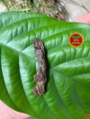 ( ĐÃ BÁN) Thanh sơn bất lão - Duy nhất 1 mẫu bông xì chìm