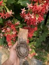 ĐÃ BÁN- VÒNG HẠT NÚT- BÌ ỚT