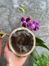 Mắt Tử Trầm Rừng Tiên Phước – Độc bản duy nhất tựa Hào Quang Đức Phật
