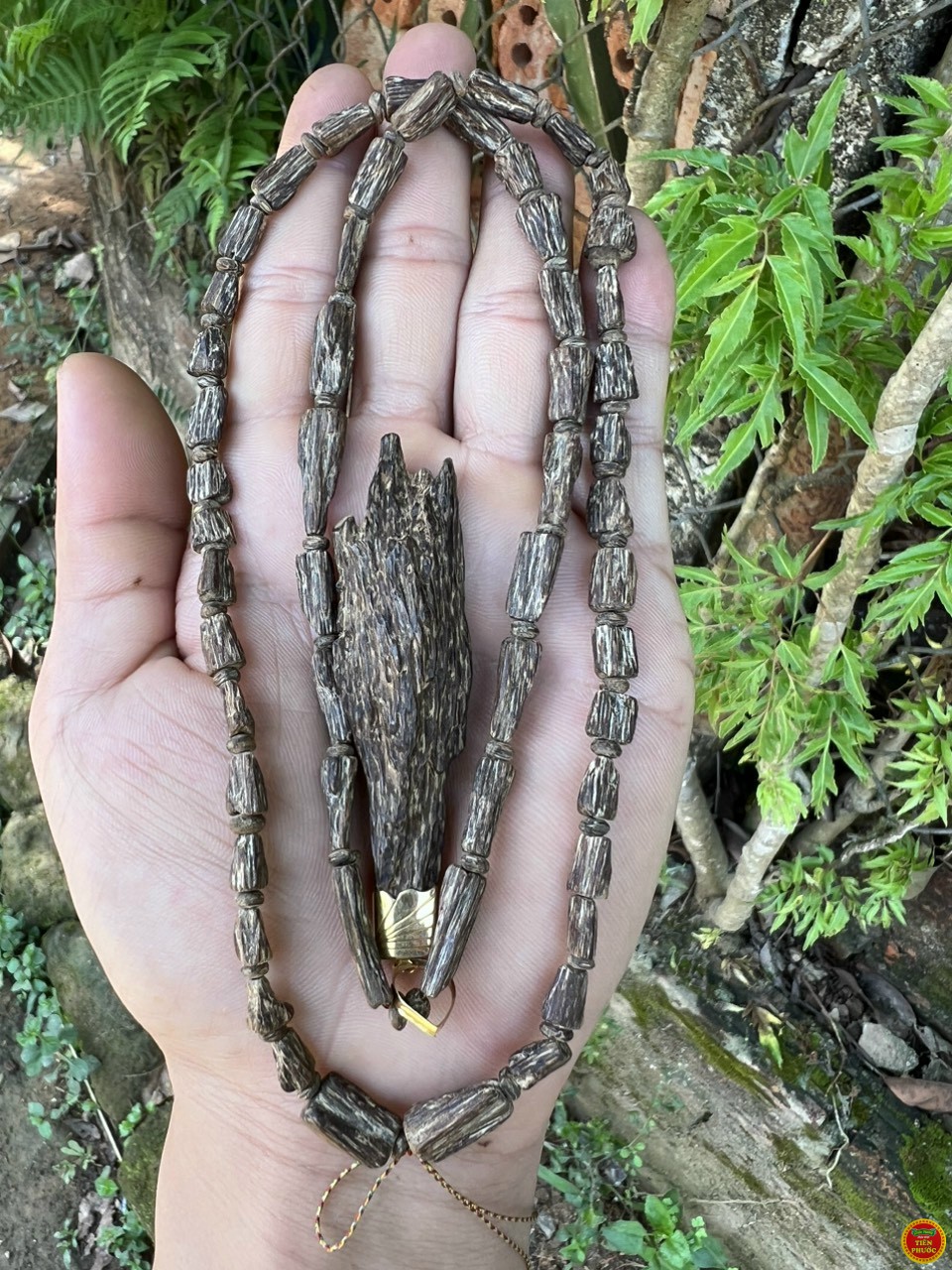 CHÌM RỪNG 2