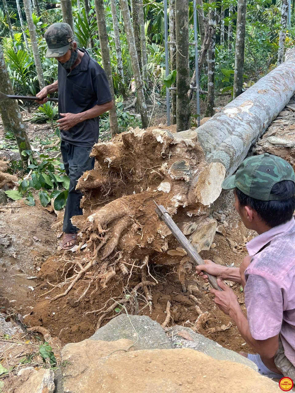🌿 Trầm Hương Tiên Phước, Quảng Nam – Tinh Hoa Đất Trời, Tinh Xảo Bàn Tay Việt