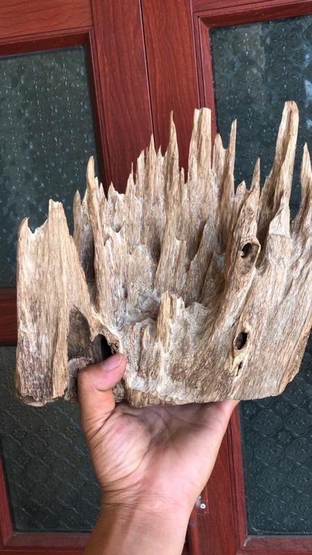 Đe trầm núi Tiên Phước- Quảng Nam