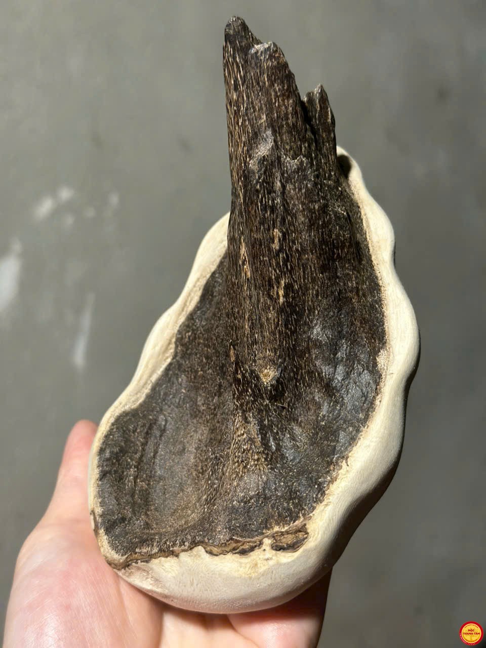 LŨA TRẦM CẢNH
