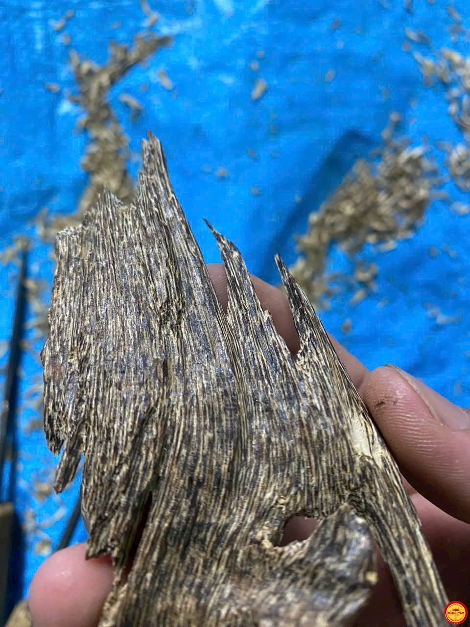 ĐÃ BÁN- TRẦM CHÌM- TINH HOA TRỜI ĐẤT